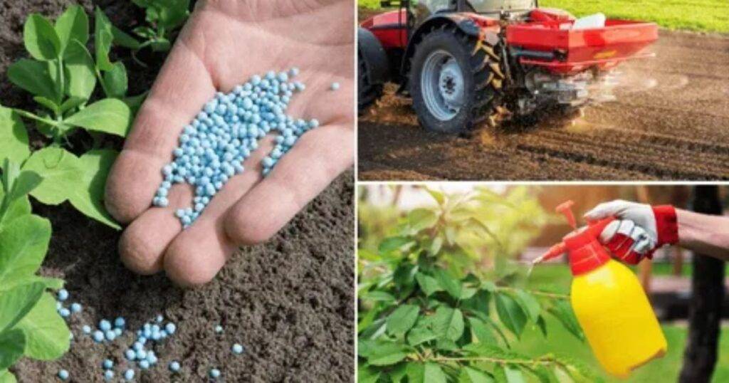 Fertilizer Application Timing