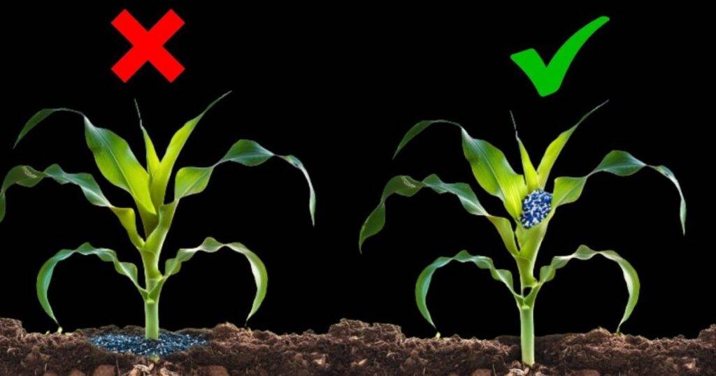 Fertilizer Application Timing