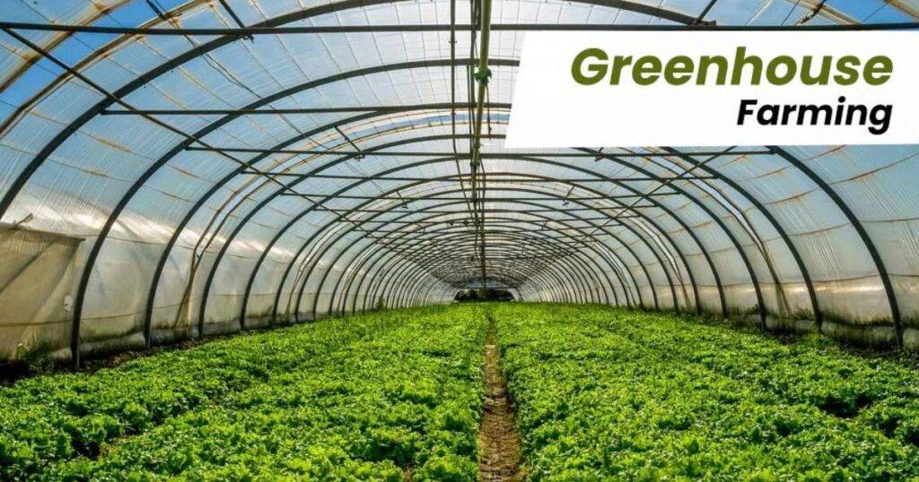 greenhouse farming business plan