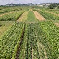 Biologicals in Crop Rotation