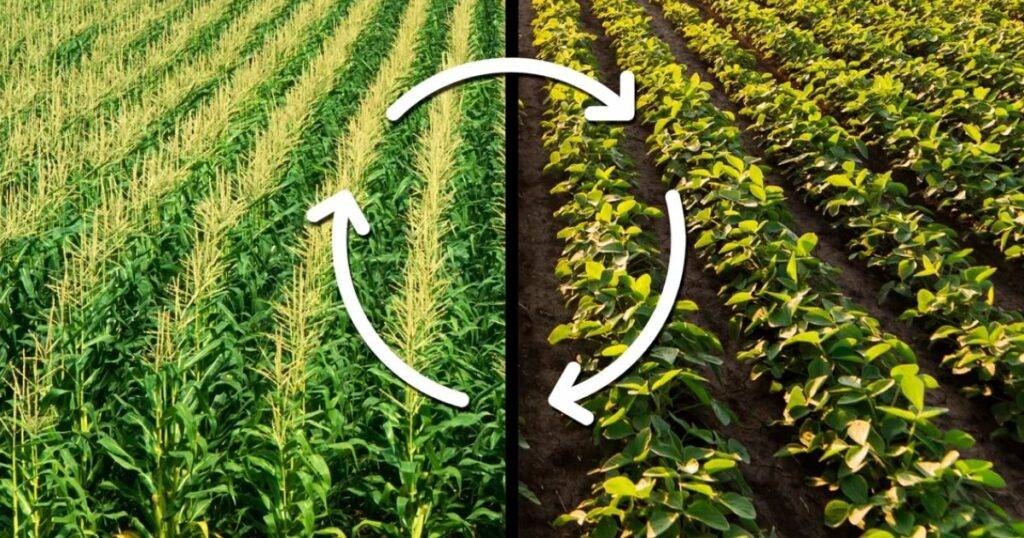 Biologicals in Crop Rotation