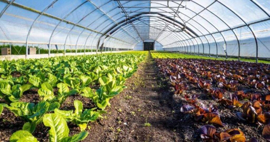 greenhouse farming business plan
