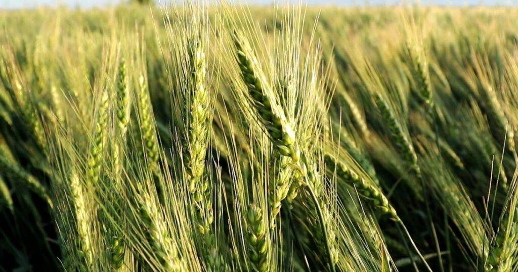 Best Wheat Varieties