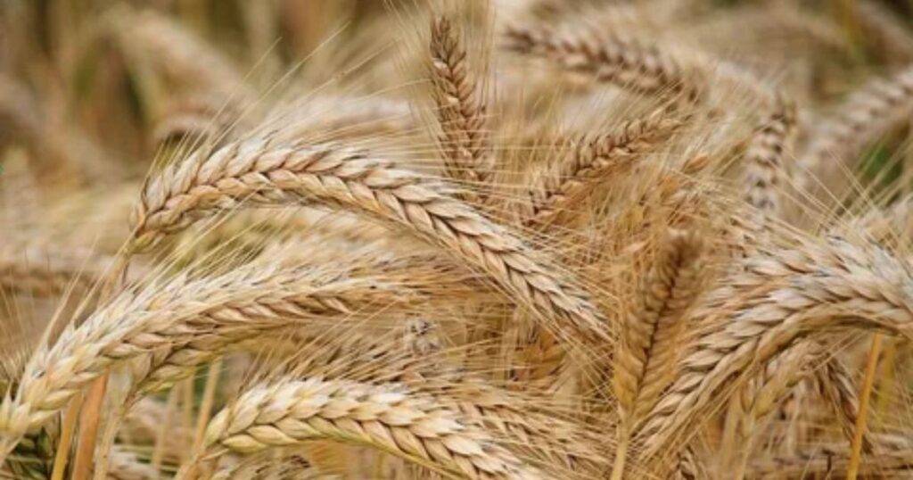 Best Wheat Varieties