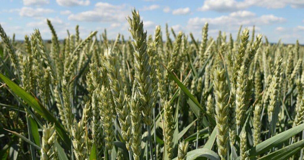 Best Wheat Varieties