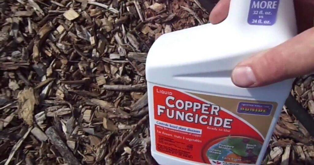 Fungicide Timing Tool