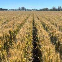 Best Wheat Varieties