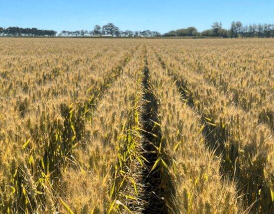 Best Wheat Varieties
