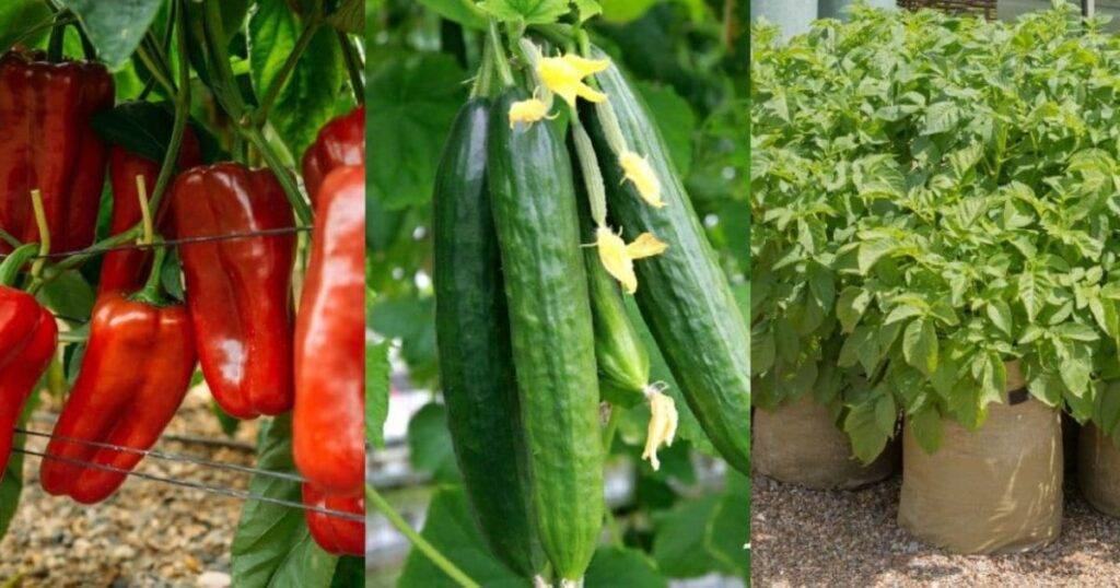 Top 10 Most Profitable Crops in USA (2026)