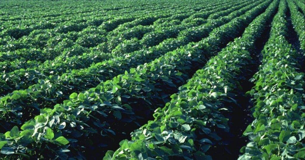 Top 10 Most Profitable Crops in USA (2026)