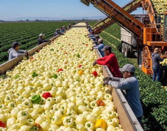 Top 10 Most Profitable Crops in USA (2026)