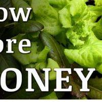 best crops to grow for money