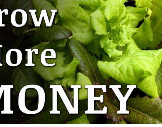 best crops to grow for money
