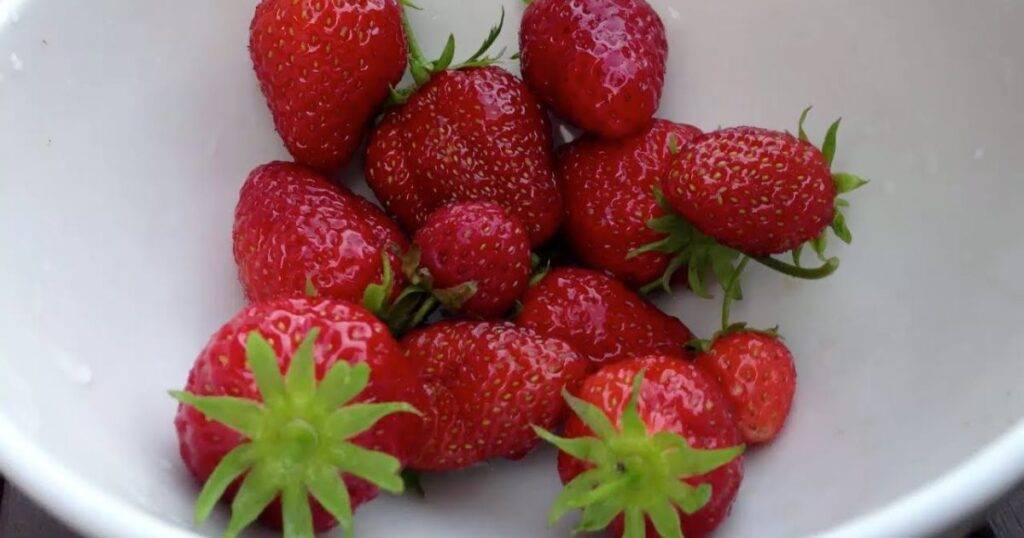 best crops to grow for money