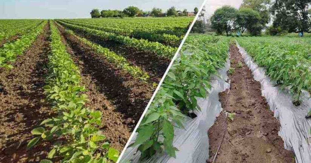 Conventional vs Sustainable Farming