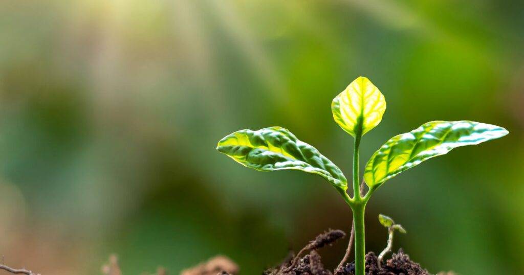 Why Soil Health Matters in Farming