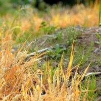 Herbicide Resistance