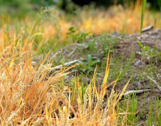 Herbicide Resistance