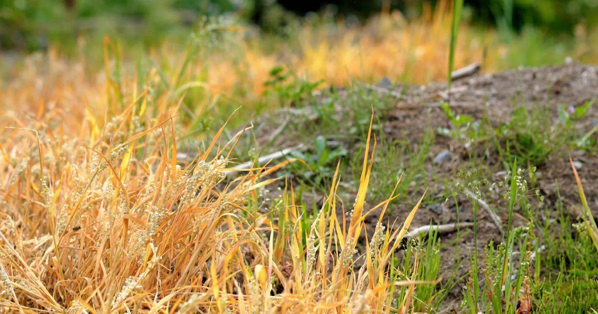 Herbicide Resistance