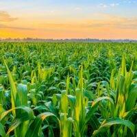 Whole-Farm Success from Yield Contests