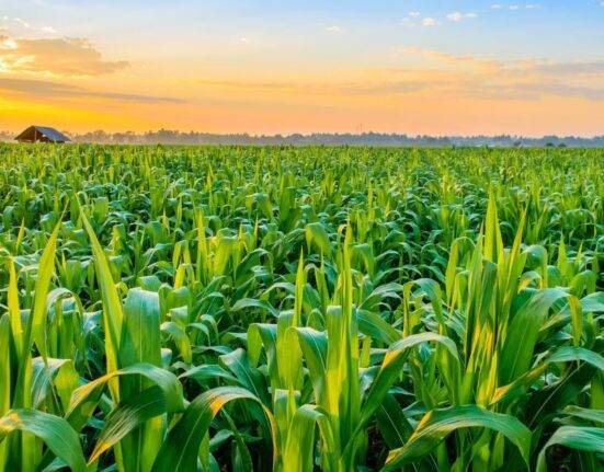 Whole-Farm Success from Yield Contests