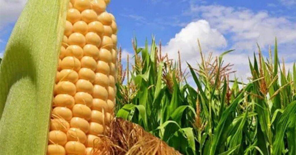 Proven Strategies from Yield Contest Winners