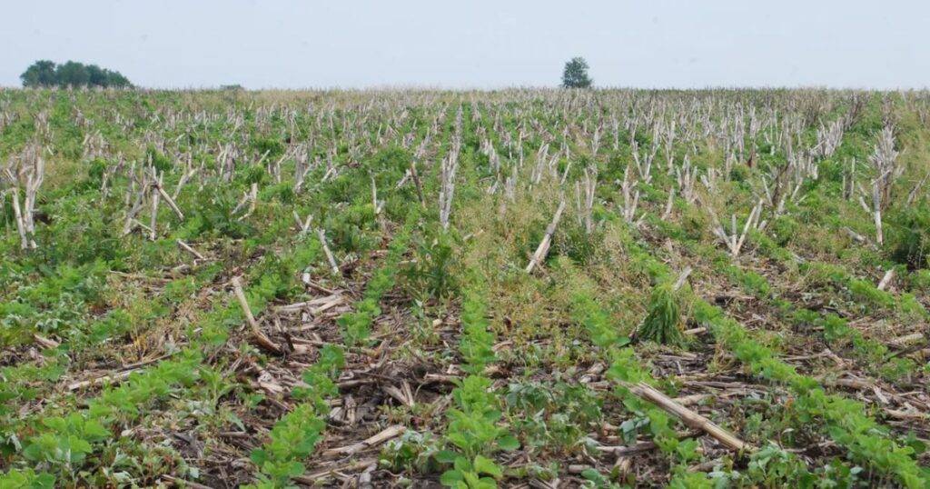 Role of Sustainable Farming in Managing Resistance