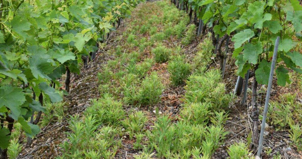 Types of Herbicide Resistance