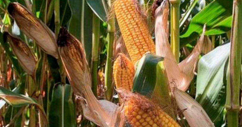 Whole-Farm Success from Yield Contests