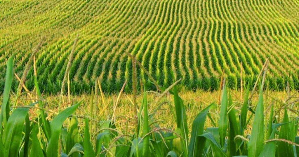 Why Yield Contests Matter for Whole-Farm Success